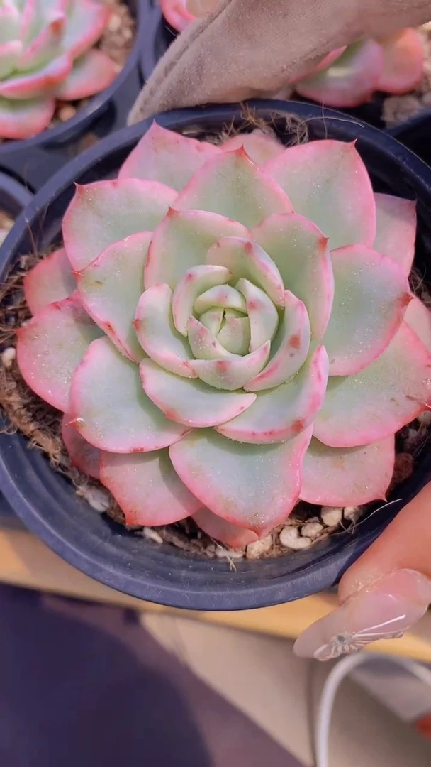 A356-奶油黄桃锦带盆土（量拍）