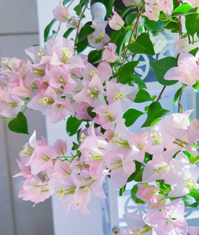 绿叶丽娜  十肆月园艺三角梅袋苗绿植花卉