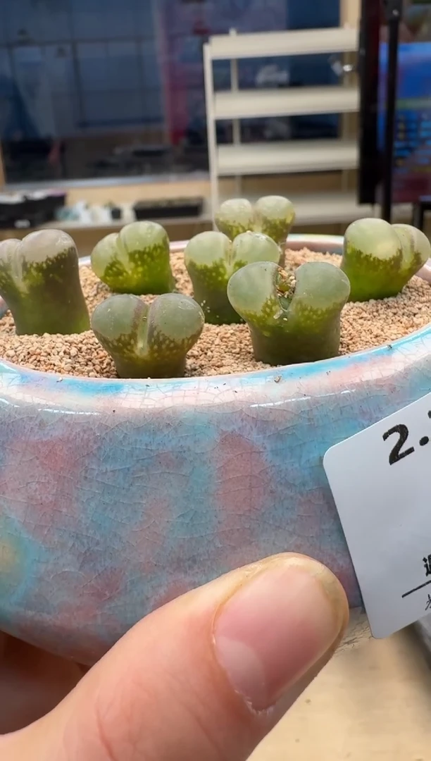 【闪购商品】1-54一颗