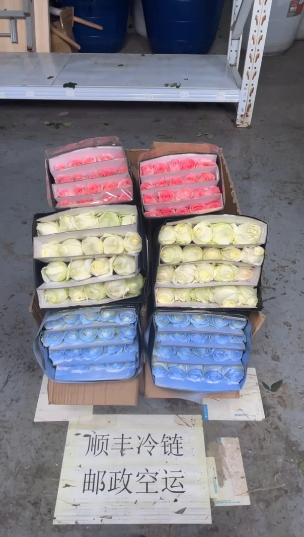 碎冰蓝20枝+戴安娜20枝+白雪山20枝