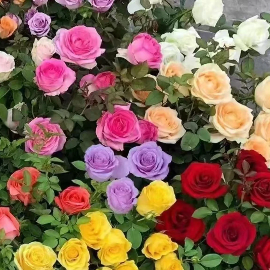 【特价促销】玫瑰花苗/月季花苗，大苗带土发货，开花快适合新手种植！