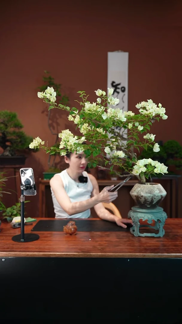 无花朵三角梅盆景盆景盆景