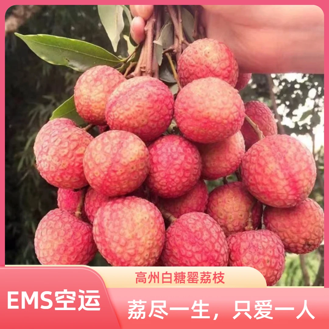 【EMS空运 】广东高州正宗白糖罂荔枝10斤礼盒装新鲜现摘纯甜核小