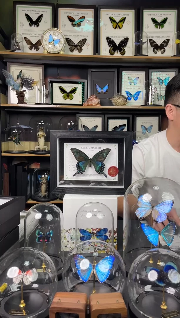 绿带翠凤蝶夏型【8寸黑框】-国风版