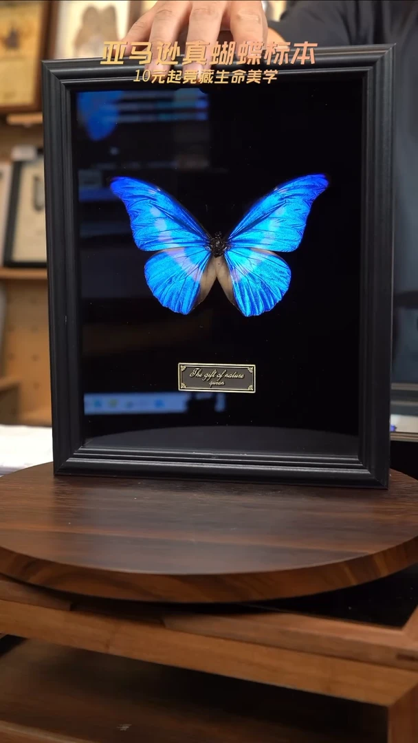 蝴蝶标本摆件竞拍c121