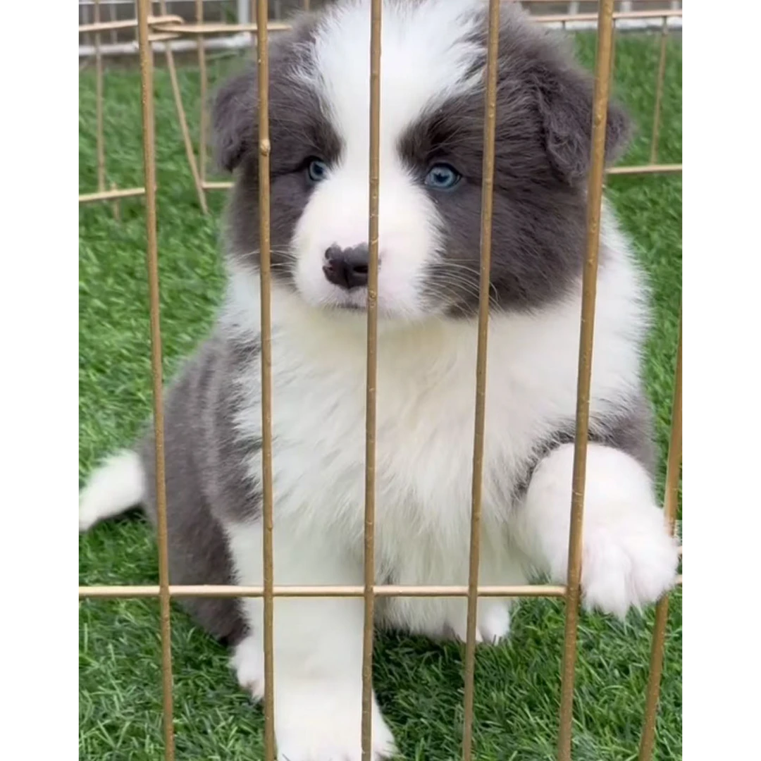 边境牧羊犬宠物狗狗聪明可爱家庭伴侣