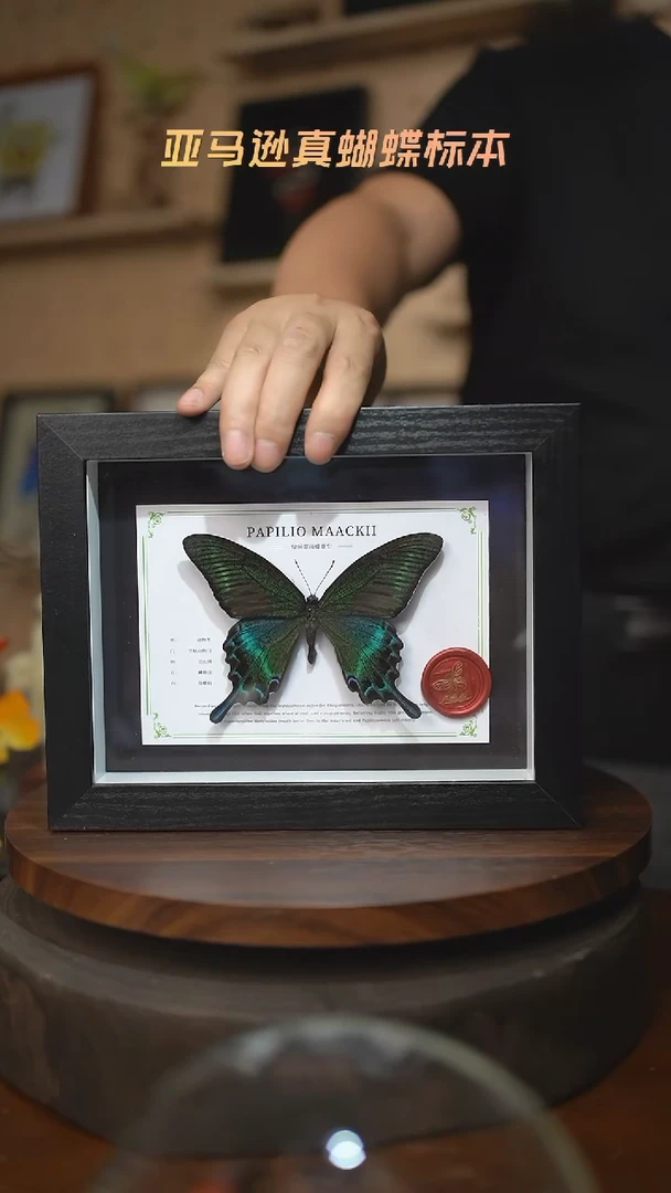 绿带翠凤蝶夏型8寸黑框国风版