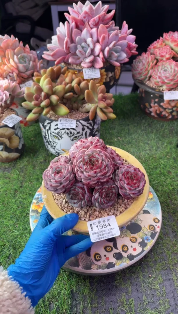 昆明印象多肉1984