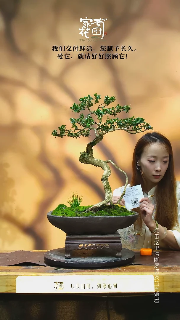 无花朵辰*家有花田-老桩黄杨