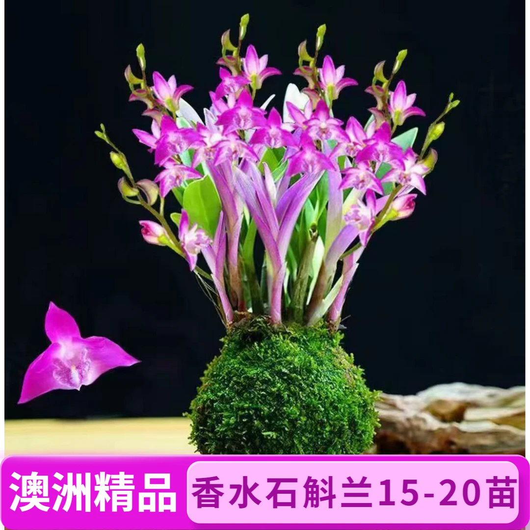 七彩香水石斛兰精品澳洲石斛浓香型土培水培室内绿植花卉好养