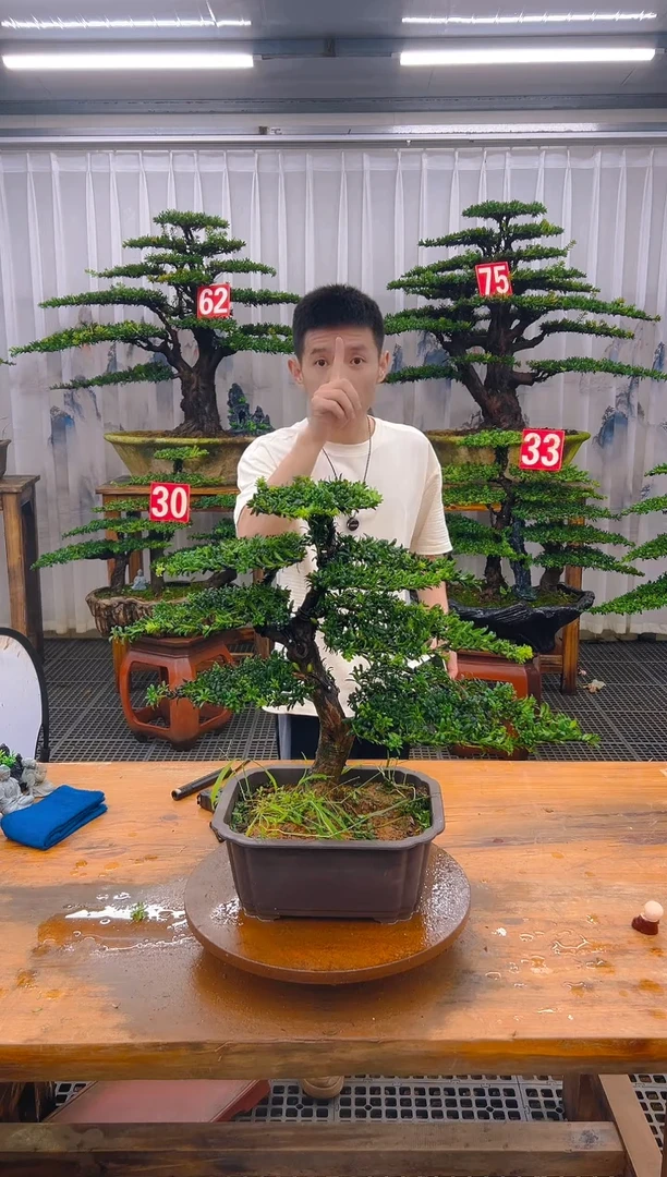 无花朵精品盆景直播间一物一拍