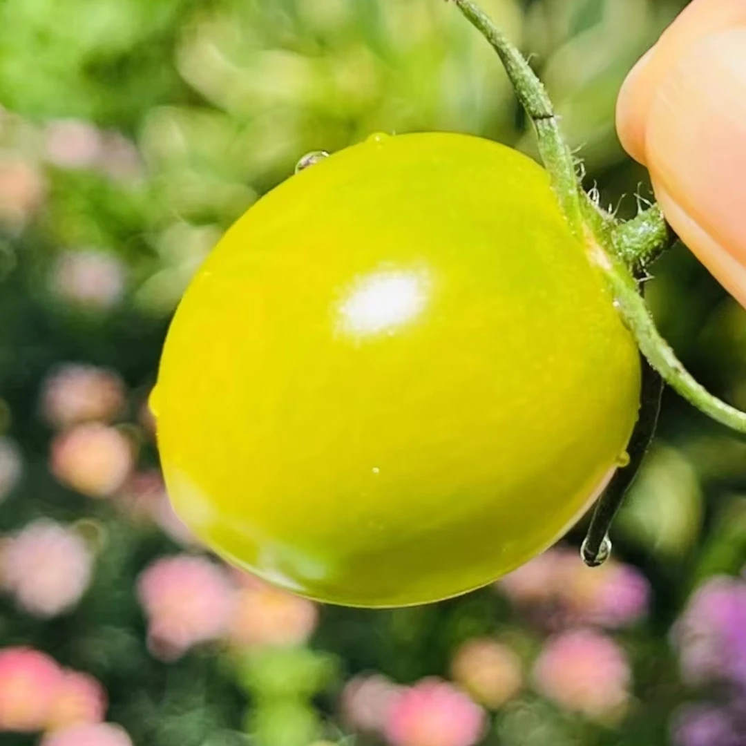 【顺丰】青霞小番茄软甜味浓净重2/5斤左右 非”鸿润福“仅江浙沪