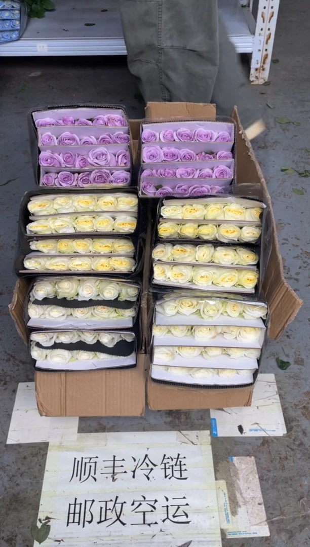 白雪山20枝+奶油杯20枝+海洋之歌20枝