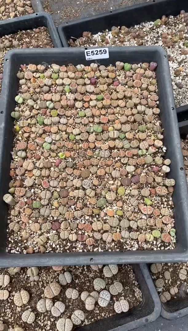 5259直播一物一拍