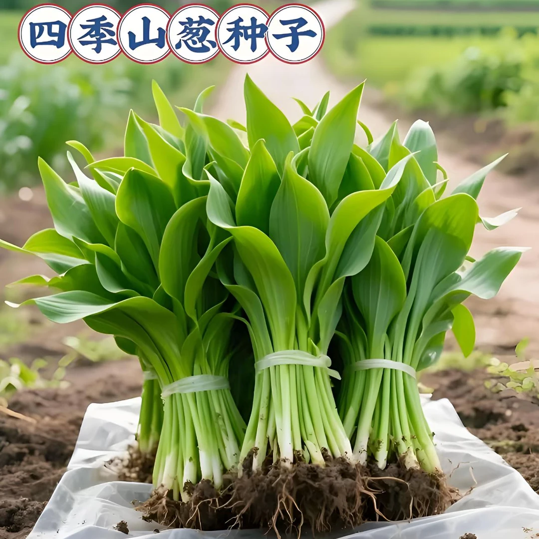【山葱种子】家庭阳台小院耐热四季种植盆栽地栽易种易活