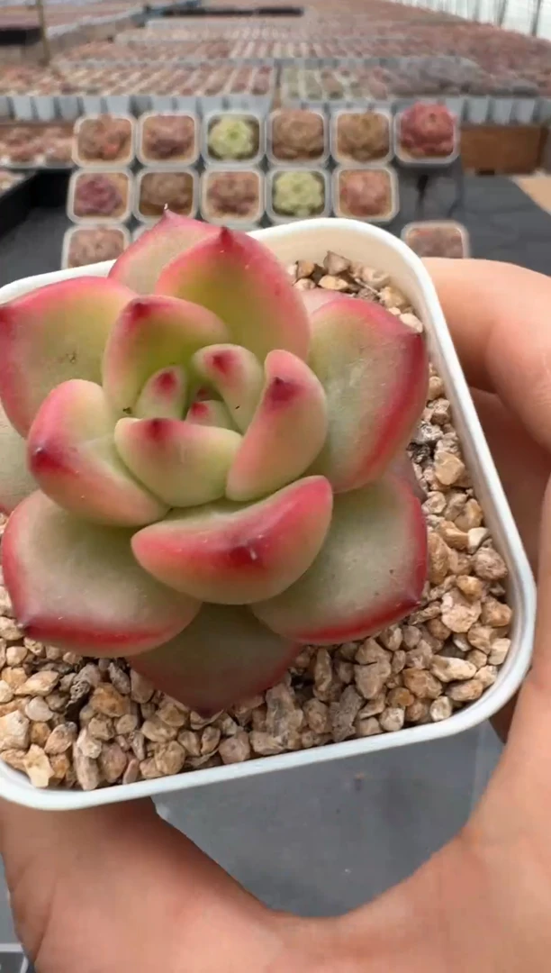 【闪购商品】3单包邮珍妮多肉一物一拍368