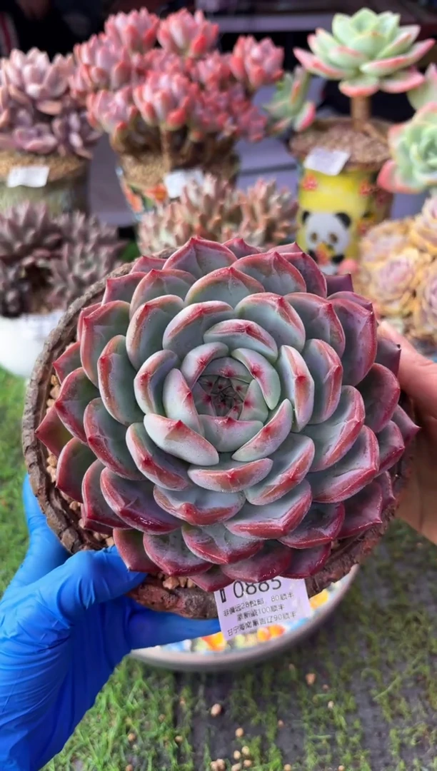 昆明印象多肉0885