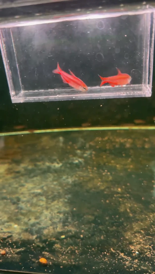 灯科鱼超红*2（1条嘴巴瑕疵）