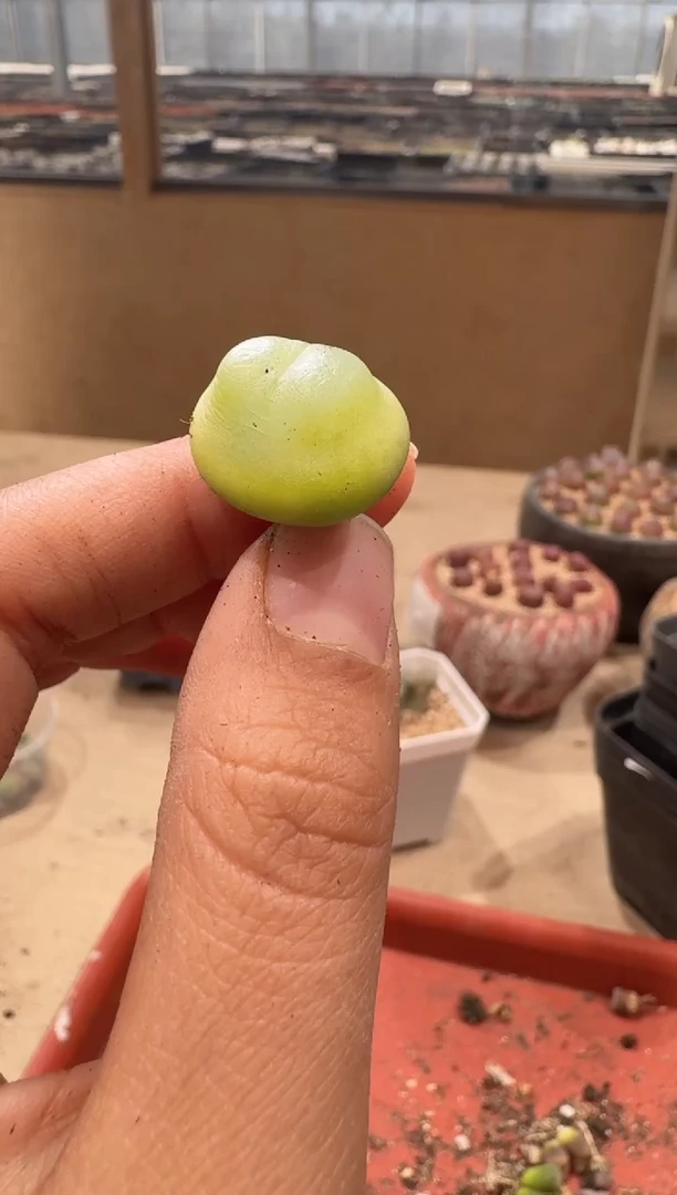 18-86多肉植物肉锥