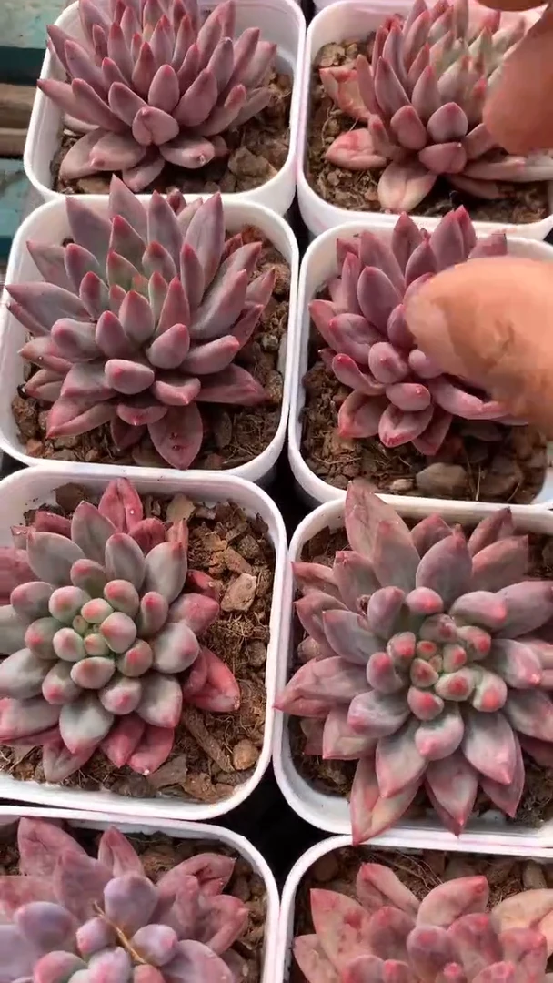 带盆土虞美人1颗【2单包邮】9.9