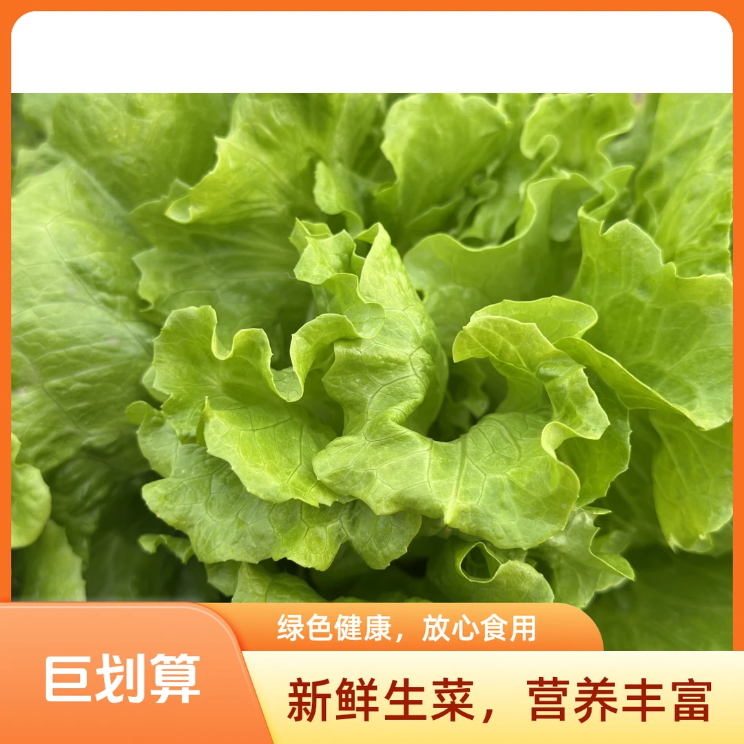 新鲜沙拉菜 特价生菜 意大利奶油生菜 农场自种