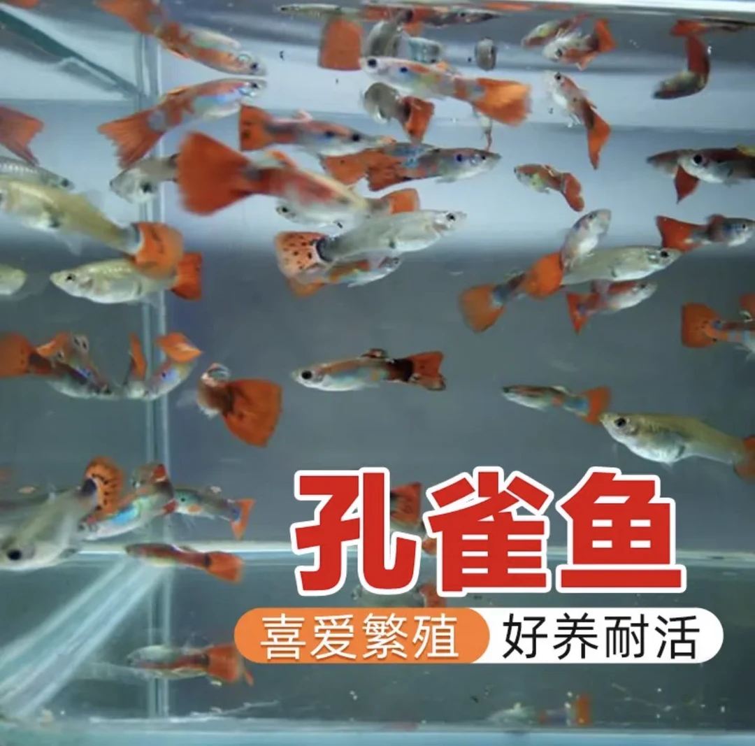 【杂袍孔雀鱼20条练手闯缸】孔雀鱼可生小鱼杂袍随机混搭