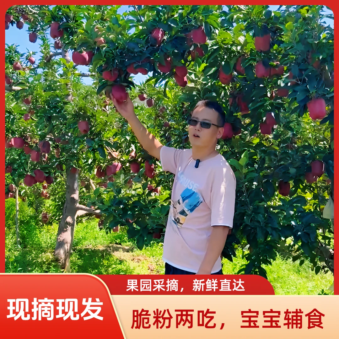 （文文的农村日常专属）甘肃天水花牛苹果新鲜当季脆粉两吃整箱包邮