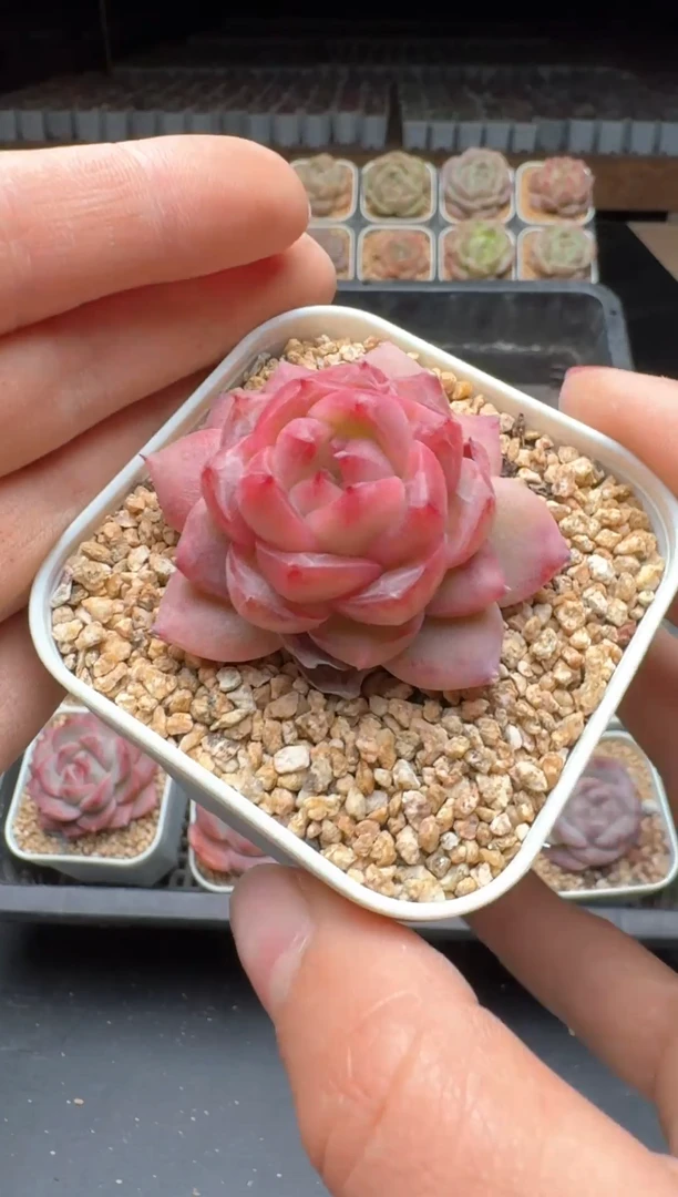 【闪购商品】924号一物一拍珍妮多肉花卉植物3颗起发