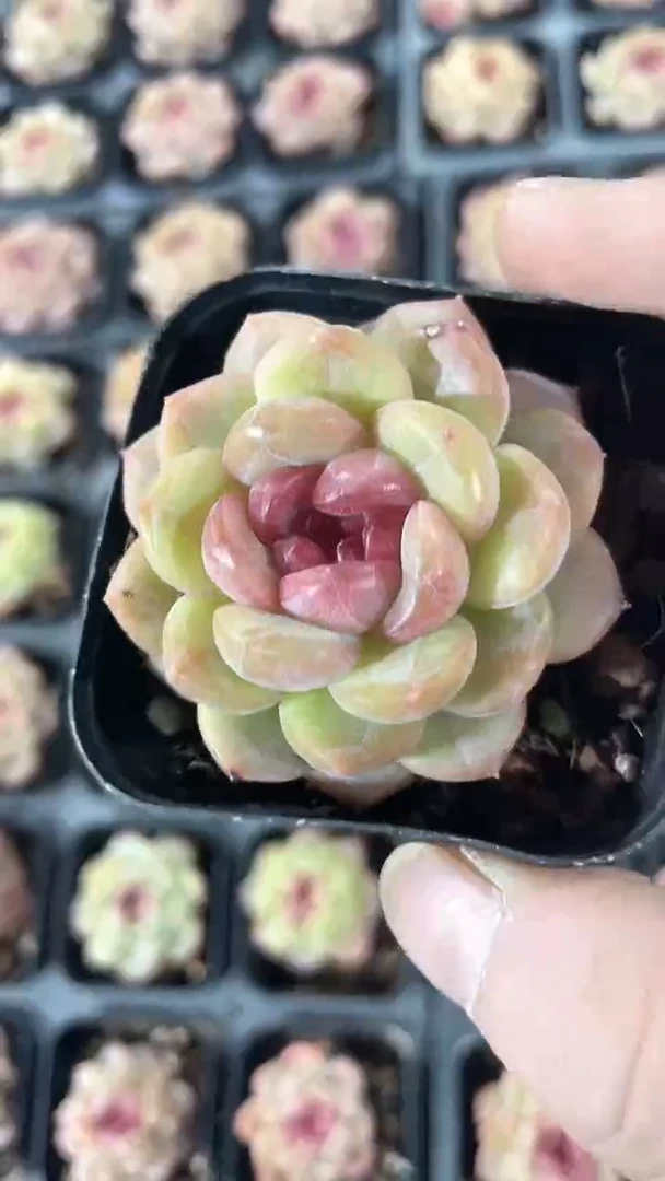 【闪购商品】65盆琴心单头多肉