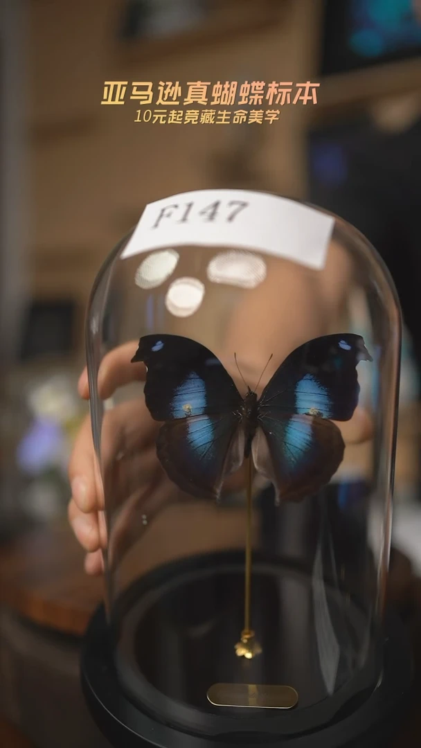 有机玻璃蝴蝶标本F147