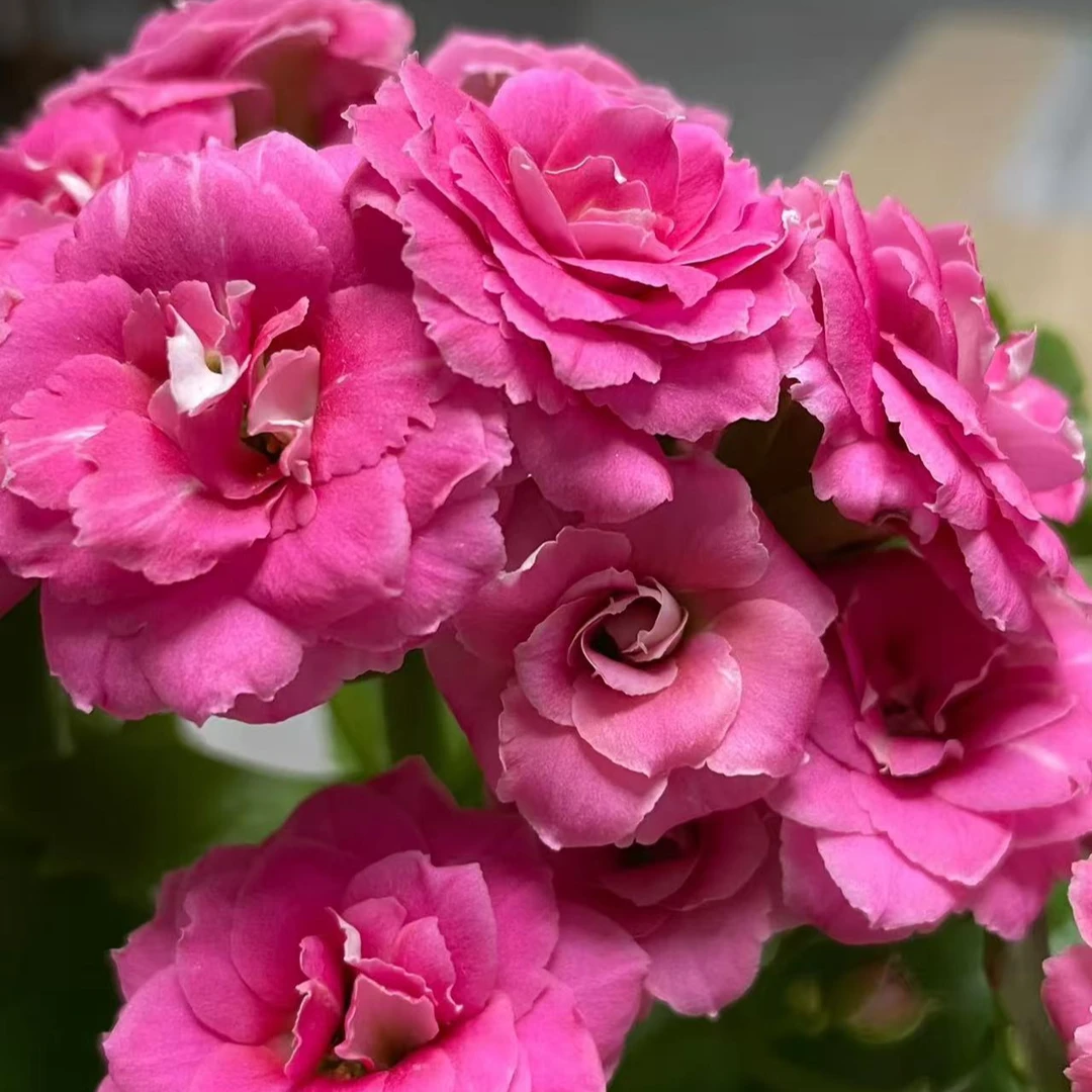 {康斯特}精品重瓣大花苞长寿花 年宵花