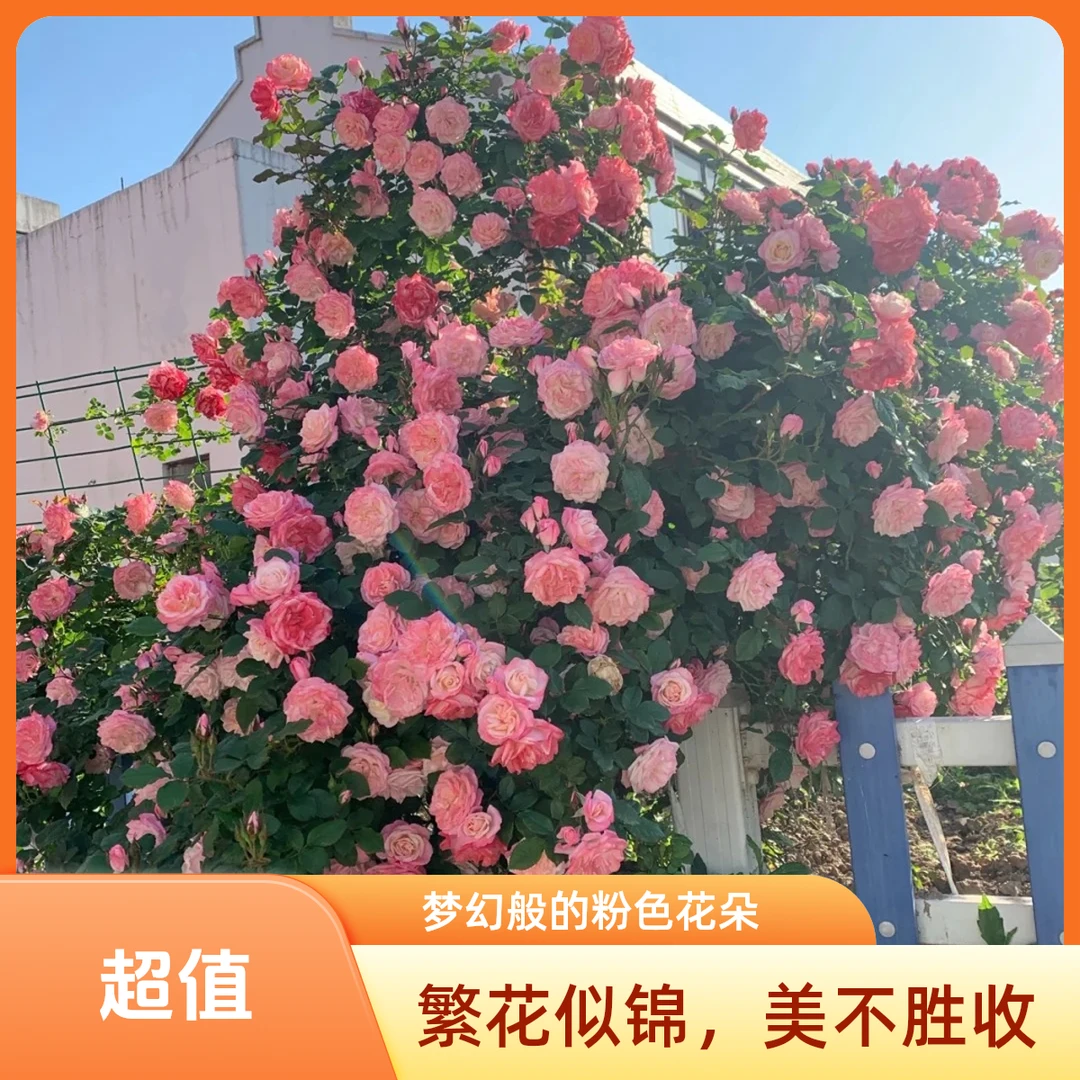 【樱霞】月季花苗爬藤月季爬藤月季大花藤本植物庭院阳台多季开花