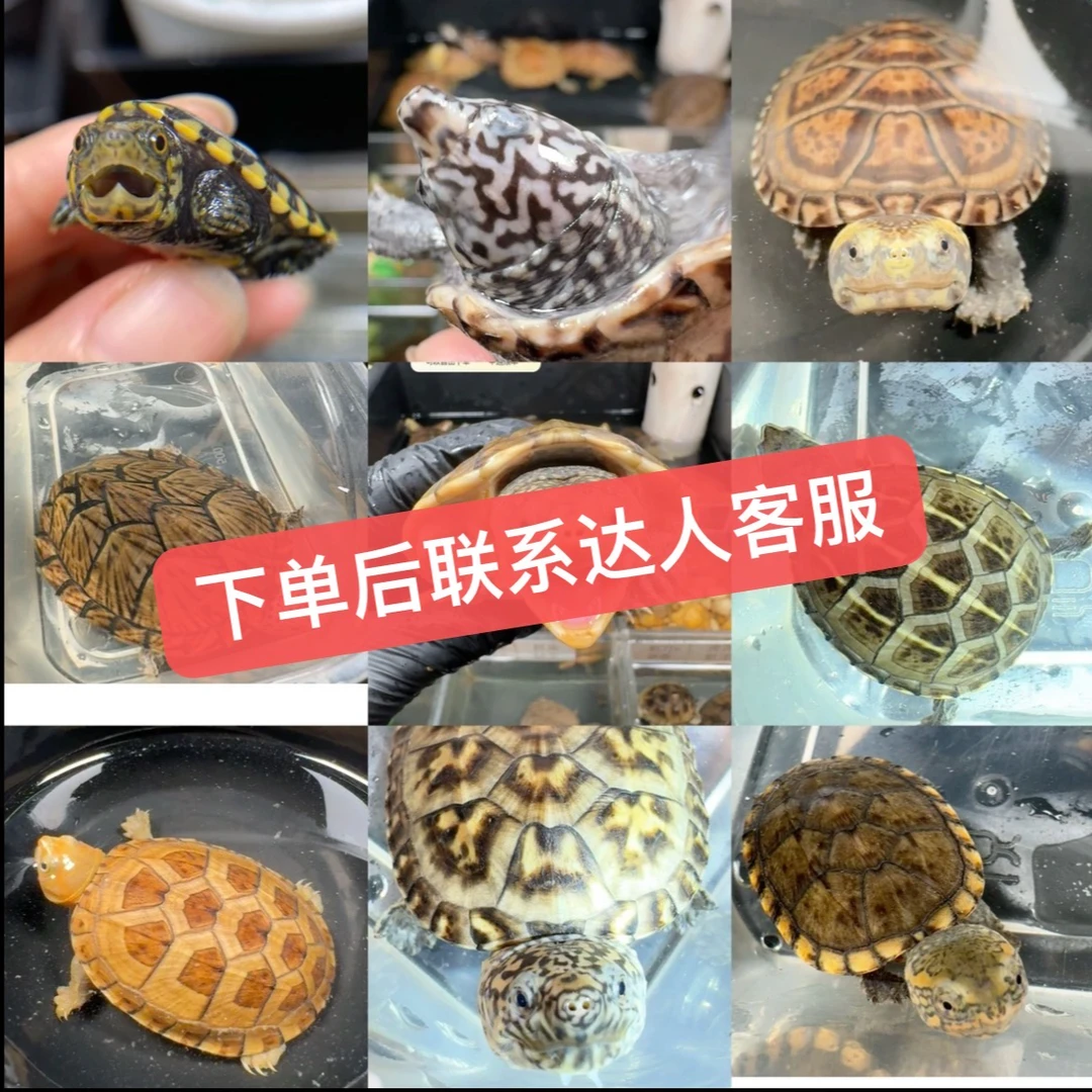 （琳小妹萌宠）通用活体宠物严选链接