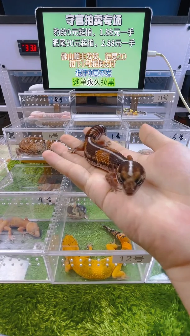 豹纹守宫肥尾守宫原色隐橘白母温大亚成