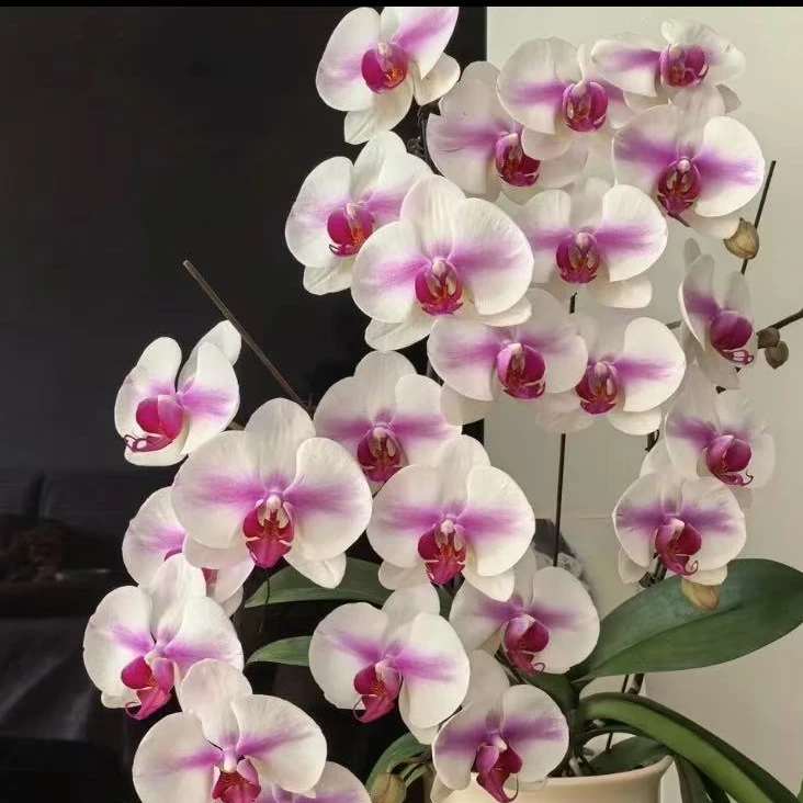 【老板卖花记】蝴蝶兰盆栽 婚纱2.8寸杯成熟苗可升杯