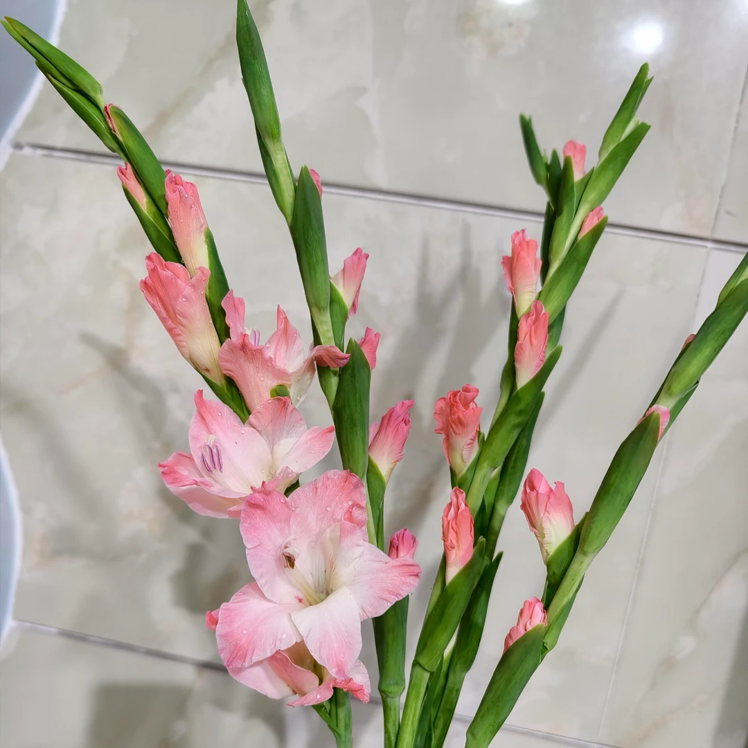 卡玛粉剑兰5支/10支   批发花店 基地直发