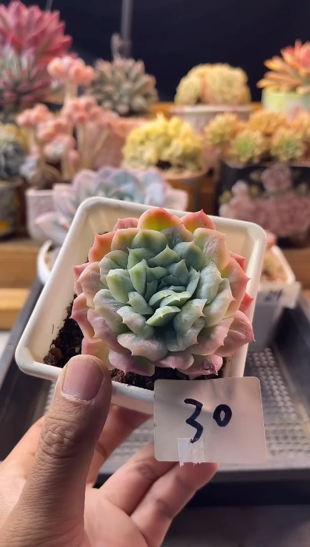 9.27-30泡泡纱裙11111111111111