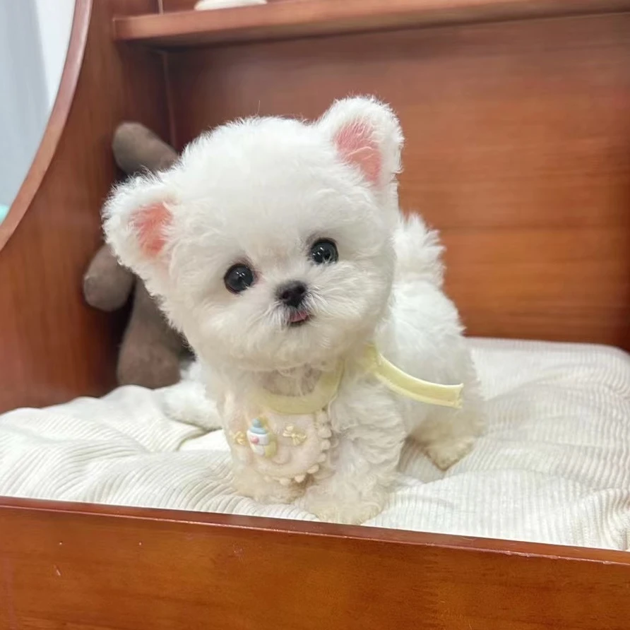 【汪先生购宠馆】高端宠物狗活体链接