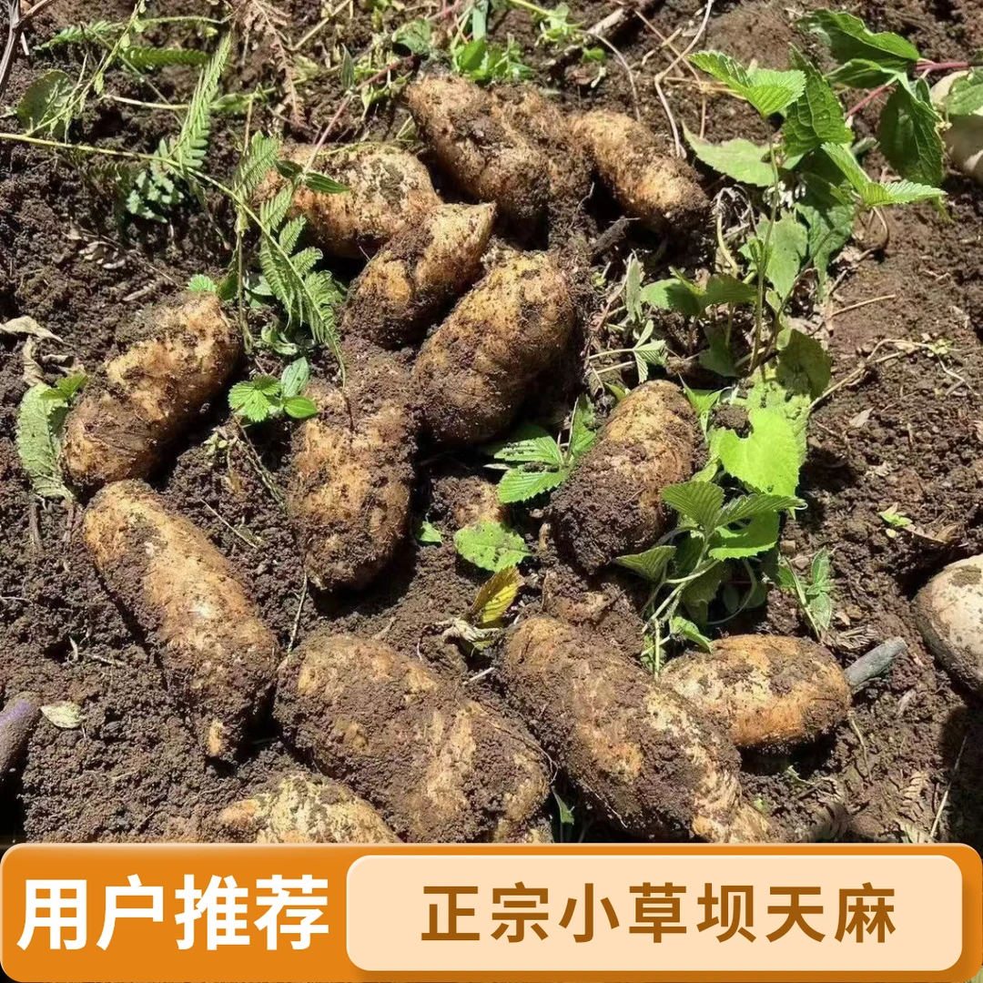 正宗小草坝天麻【陈班长优选】