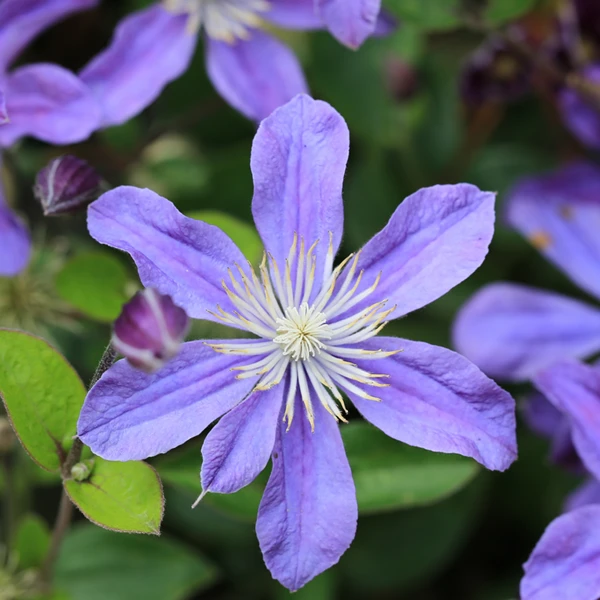 阿拉贝拉铁线莲爬藤庭院花卉盆栽观花花园植物蓝紫色勤花耐寒耐热