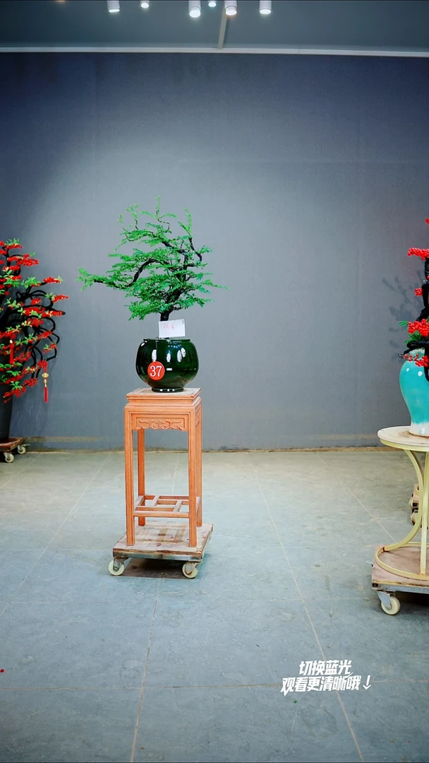 当前无花朵，栽培后可花朵硕***业一物一拍绿植