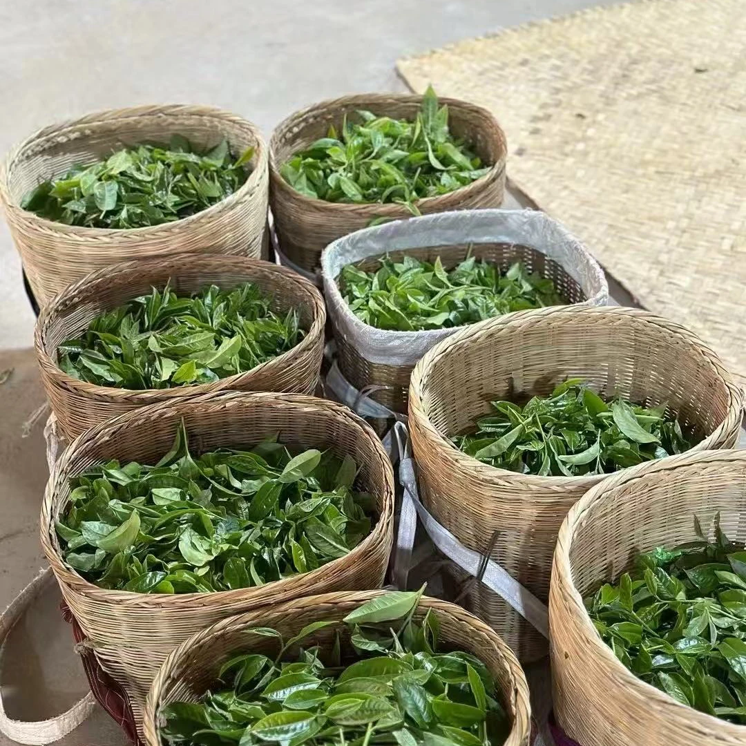 2025冰岛老寨81号中小树树头春