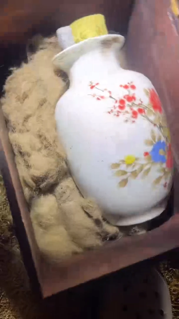 香榧木1个小小雨链接1号