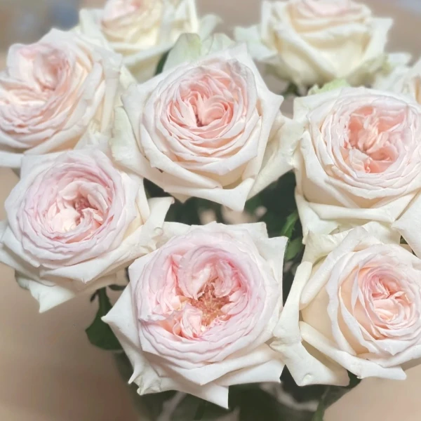 【含香】精选含香玫瑰云南鲜花优质鲜切花水培鲜花家居观赏花