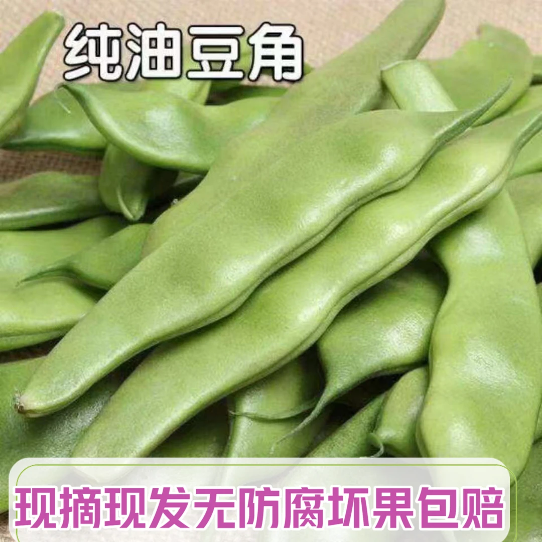 黑龙江油豆角纯陆地开锅即烂九月青新鲜无防腐剂现摘农家小园自种