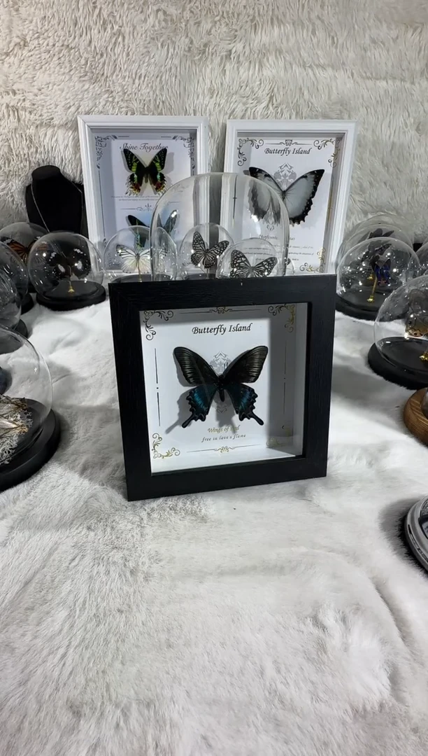 小绿带真实蝴蝶标本