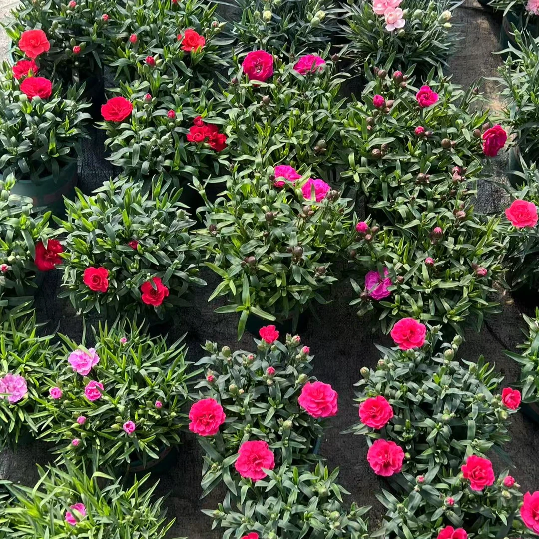 康乃馨盆栽带花带花苞室内外好养易活多年生花卉