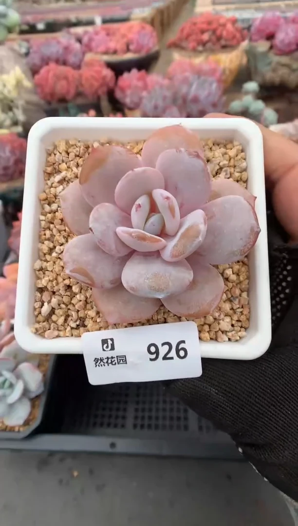 926奶茶一物一拍