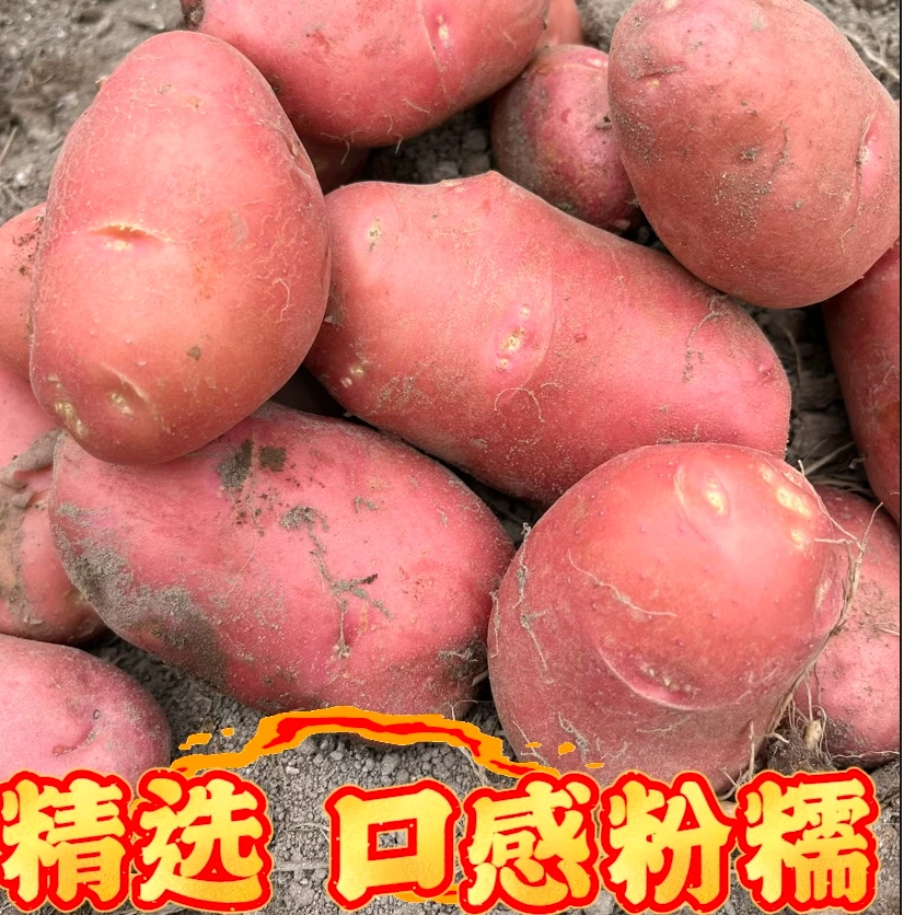 新鲜现挖高山老品种红皮黄心土豆粉面香糯马铃薯洋芋带箱10斤