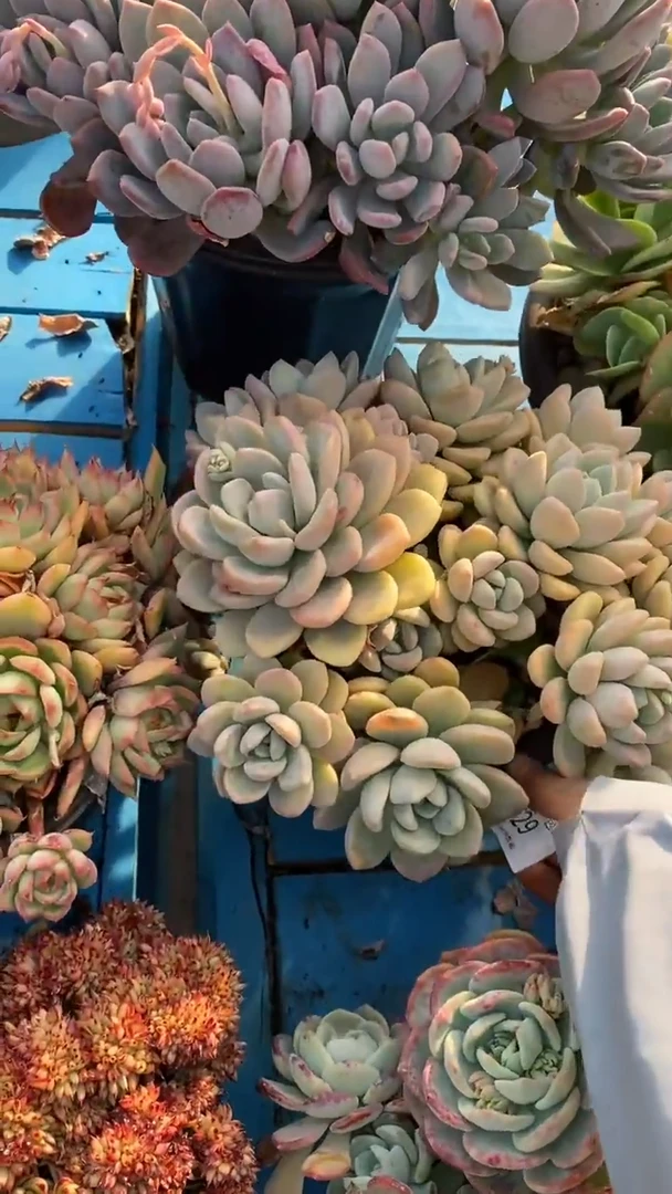 【闪购商品】1529白鹿